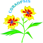 Coraopsis