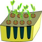 Seedlings