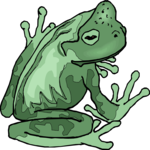 Frog 19