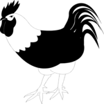 Rooster 08