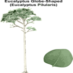 Eucalyptus Globe-Shaped Clip Art