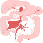 Gastrointestinal 3