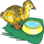 Duckling 4