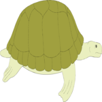 Turtle 6