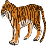 Tiger 14 Clip Art
