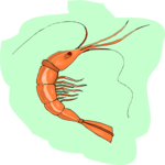 Shrimp 4