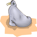 Walrus 07