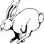 Rabbit 08