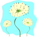 Dandelions