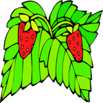 Strawberries 18 Clip Art