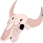Steer Skull 16