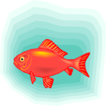Goldfish 09