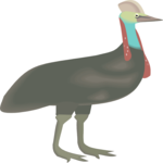 Cassowary 1