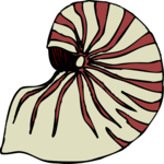 Sea Shell 30