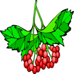 Berries 10