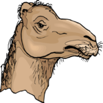 Camel 15 Clip Art