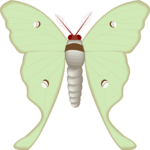 Moth 46 Clip Art
