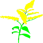 Golden Rod