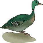 Duck - Mallard 3