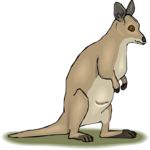 Kangaroo 15