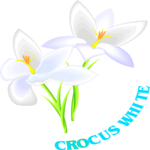 Crocus White