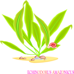 Echinodorus Amazonicus