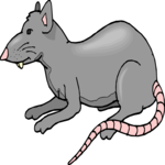 Rat 3