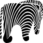 Zebra 05