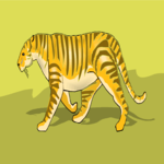 Tiger 17