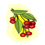 Cherries 38