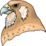 Falcon - Head