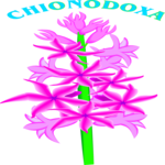 Chionodoxa Clip Art