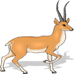 Antelope 44
