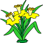 Daffodils 2
