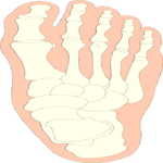 Bones - Foot Clip Art