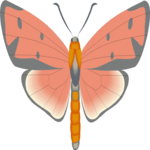 Moth 45