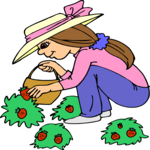 Picking Strawberries
