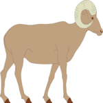 Sheep - Bighorn 1
