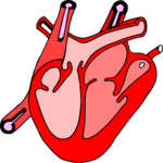 Heart 5 Clip Art