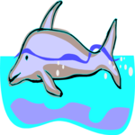 Dolphin 21