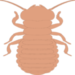 Crawling Insect 15 Clip Art