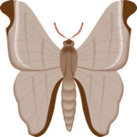 Moth 54 Clip Art