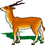 Antelope 21