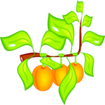 Apricots 5 Clip Art