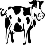 Cow 17