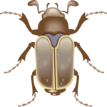 Beetle 11 Clip Art