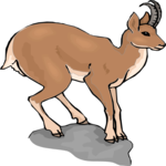 Antelope 51