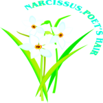 Narcissus - Poet's Hair Clip Art