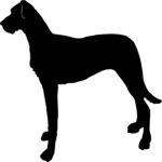 Dog 11