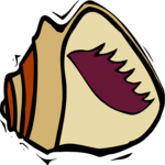 Sea Shell - Conch 2